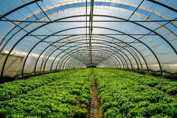 Depositphotos 21047035 Stock Photo Greenhouse For The Cultivation Of